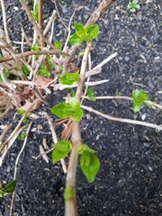 Hydrangea macrophylla