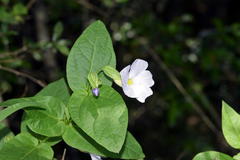 Thunbergia natalensis