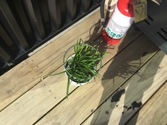 Dracophyllum traversii