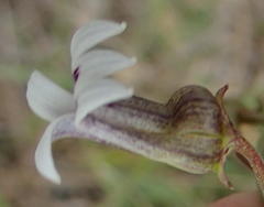 Cyphia sylvatica sylvatica