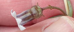 Cyphia sylvatica sylvatica