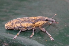 Lixus subtilis