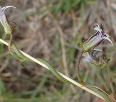 Cyphia sylvatica sylvatica