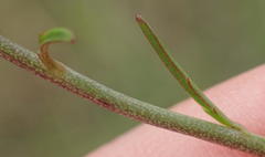 Cyphia sylvatica sylvatica