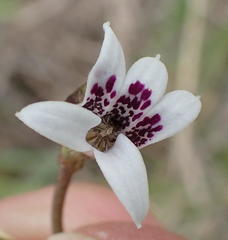 Cyphia sylvatica sylvatica