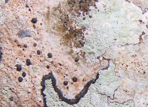 Representative image of Monoblastiaceae