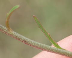 Cyphia sylvatica sylvatica