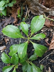 Pachysandra terminalis