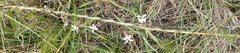 Cyphia sylvatica sylvatica