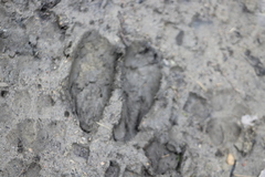 Odocoileus virginianus