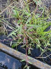 Ludwigia epilobioides