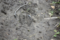 Odocoileus virginianus