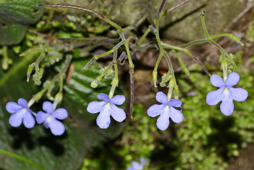 Streptocarpus polyanthus ssp. verecundus