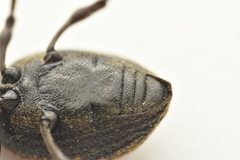 Otiorhynchus aurifer