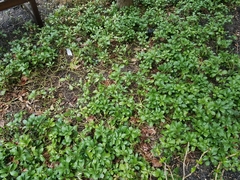 Pachysandra terminalis