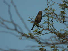 Molothrus bonariensis