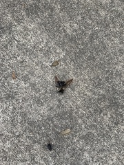 Dielis plumipes