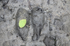 Odocoileus virginianus