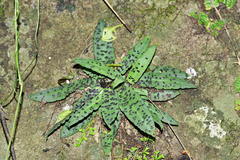 Stenoglottis