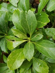 Pachysandra terminalis