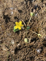 Caltha arctica