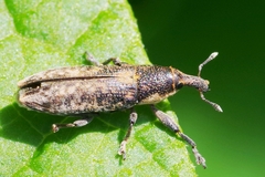 Lixus subtilis