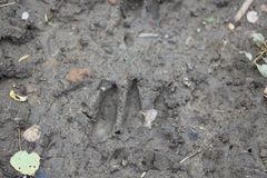 Odocoileus virginianus