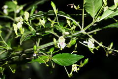 Justicia campylostemon