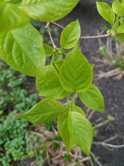 Cornus florida