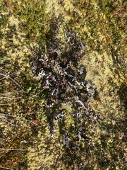 Masonhalea richardsonii