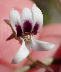 Cyphia sylvatica sylvatica