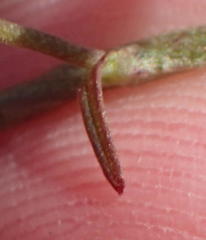 Cyphia sylvatica sylvatica