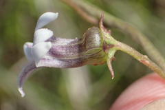 Cyphia sylvatica sylvatica