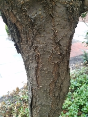Cornus florida