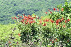 Erythrina humeana