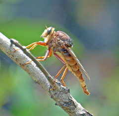 Proctacanthus heros