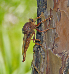 Proctacanthus heros