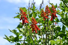 Erythrina humeana