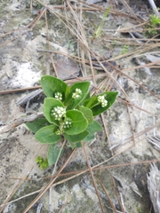Mitreola