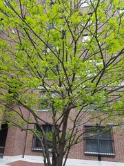 Cornus florida
