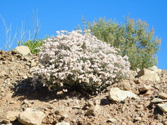 Eriogonum pondii