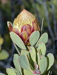 Protea glabra