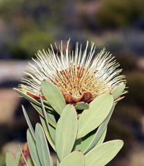 Protea glabra - Photo (c) Richard Adcock, alguns direitos reservados (CC BY-NC), uploaded by Richard Adcock