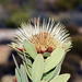 Protea glabra - Photo (c) Richard Adcock, algunos derechos reservados (CC BY-NC), uploaded by Richard Adcock