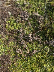 Masonhalea richardsonii