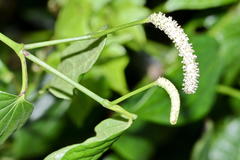 Piper capense capense