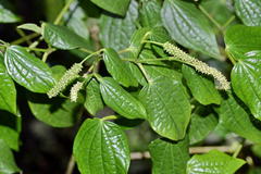 Piper capense capense