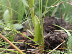 Disperis stenoplectron