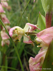 Disperis stenoplectron