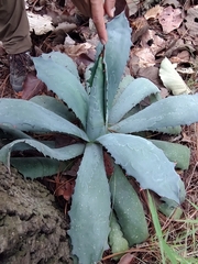 Agave guadalajarana
